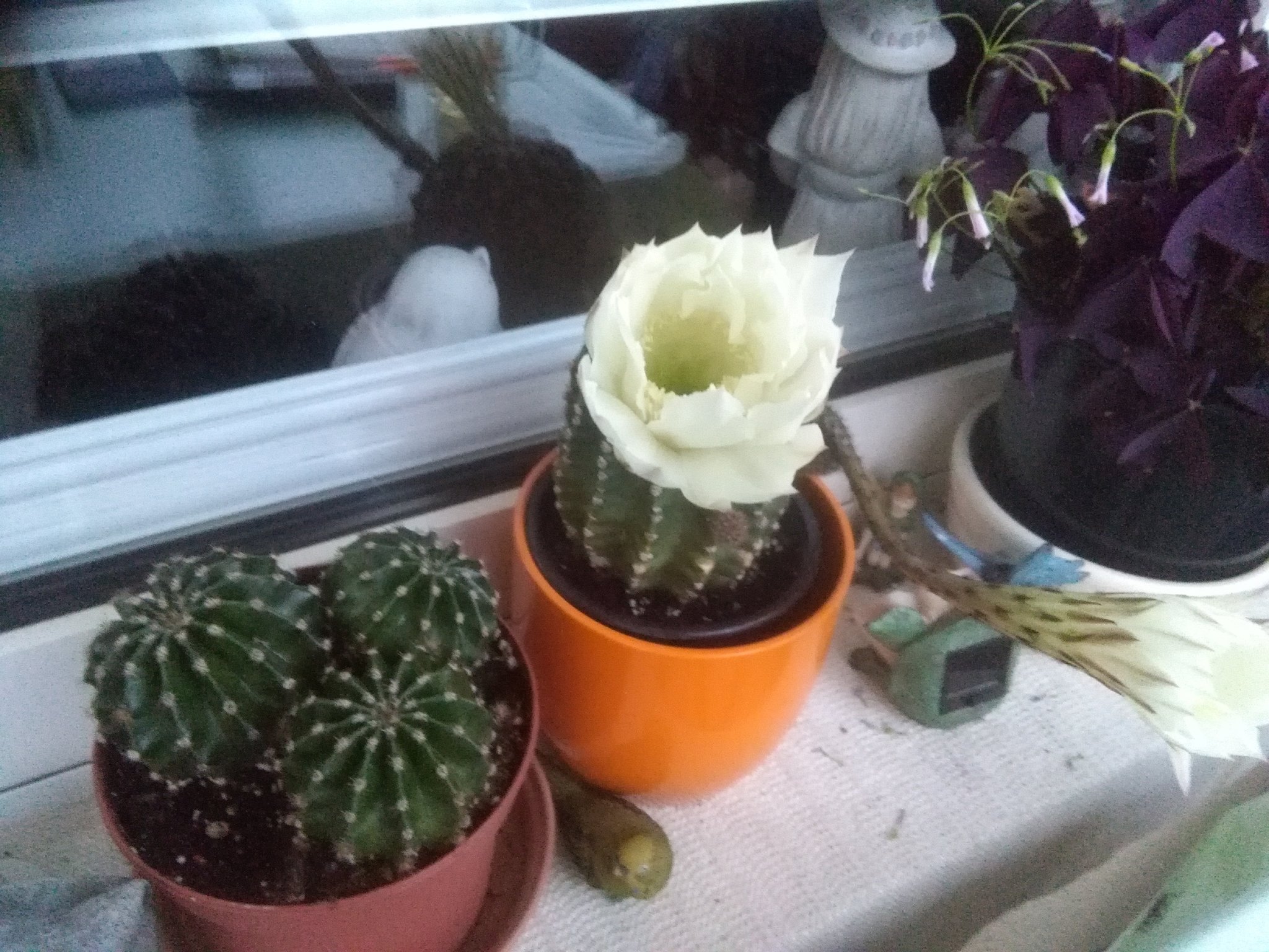 Welche Blume ist das? - Gelsenkirchen