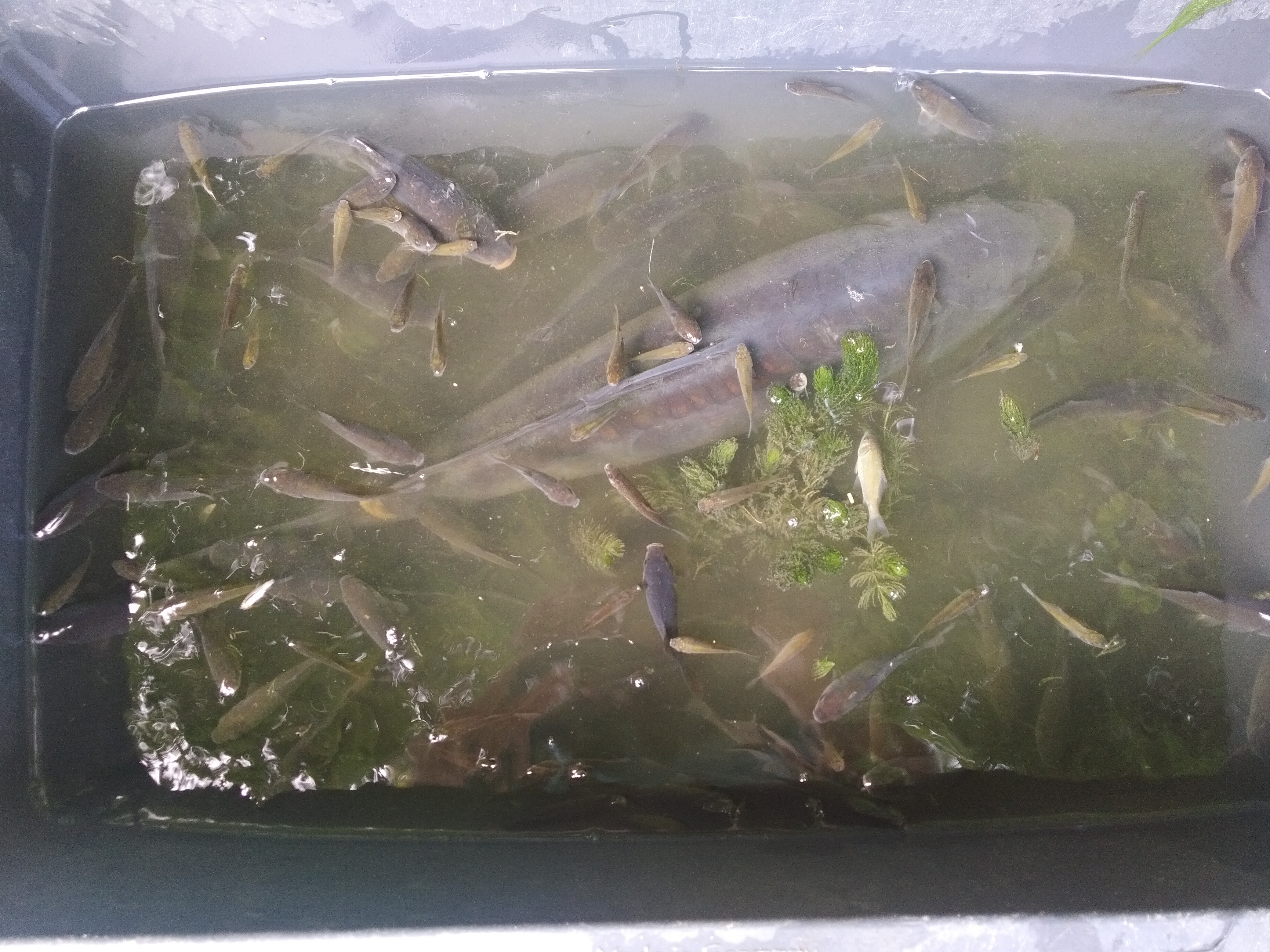 Bei der Umsiedlung entschied man sich für eine Elektrobefischung: die Fische wurden dabei kurzfristig betäubt. Foto: Lippeverband