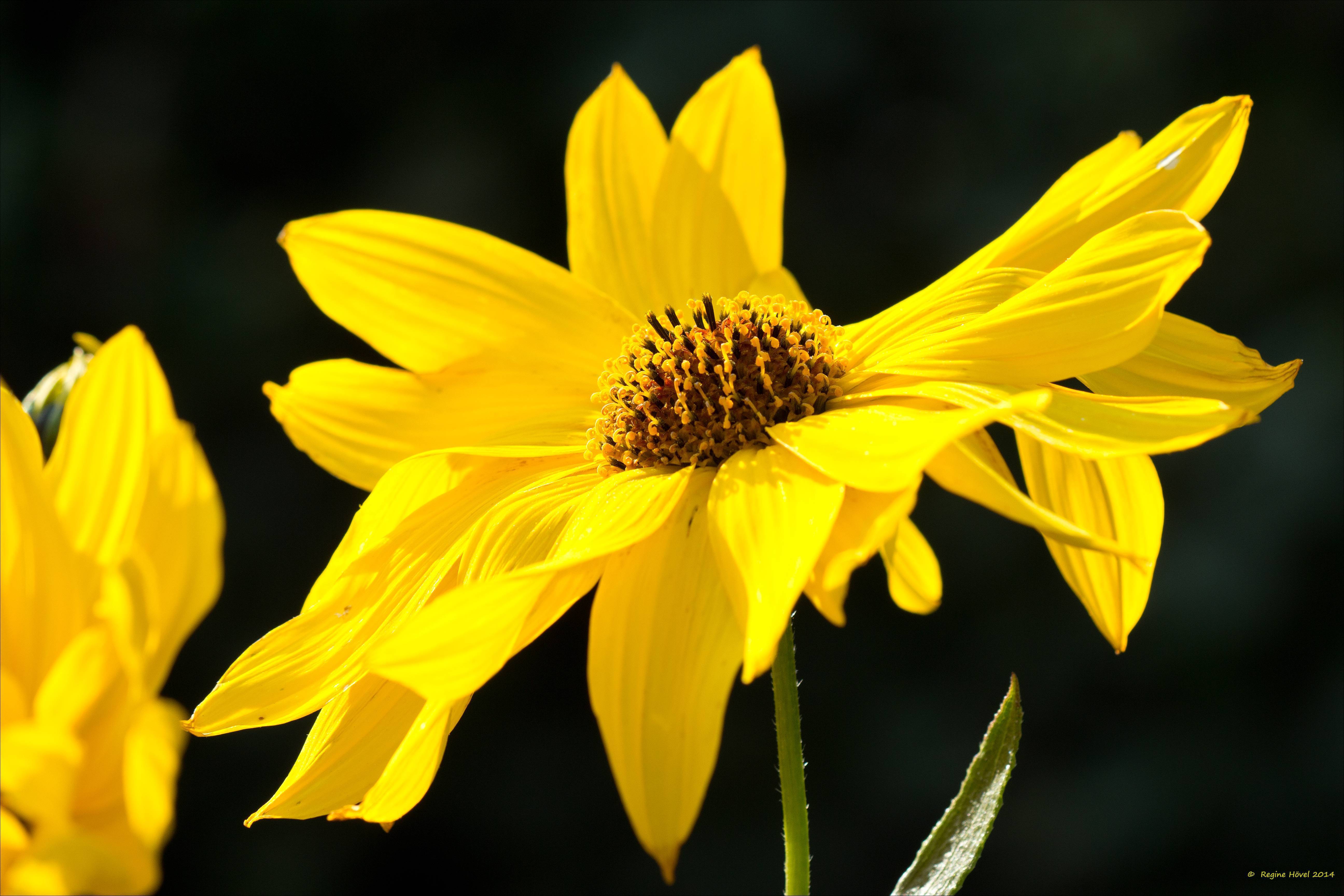 Strahlend gelb leuchtet diese Blume. Foto: Regine Hövel /lokalkompass.de