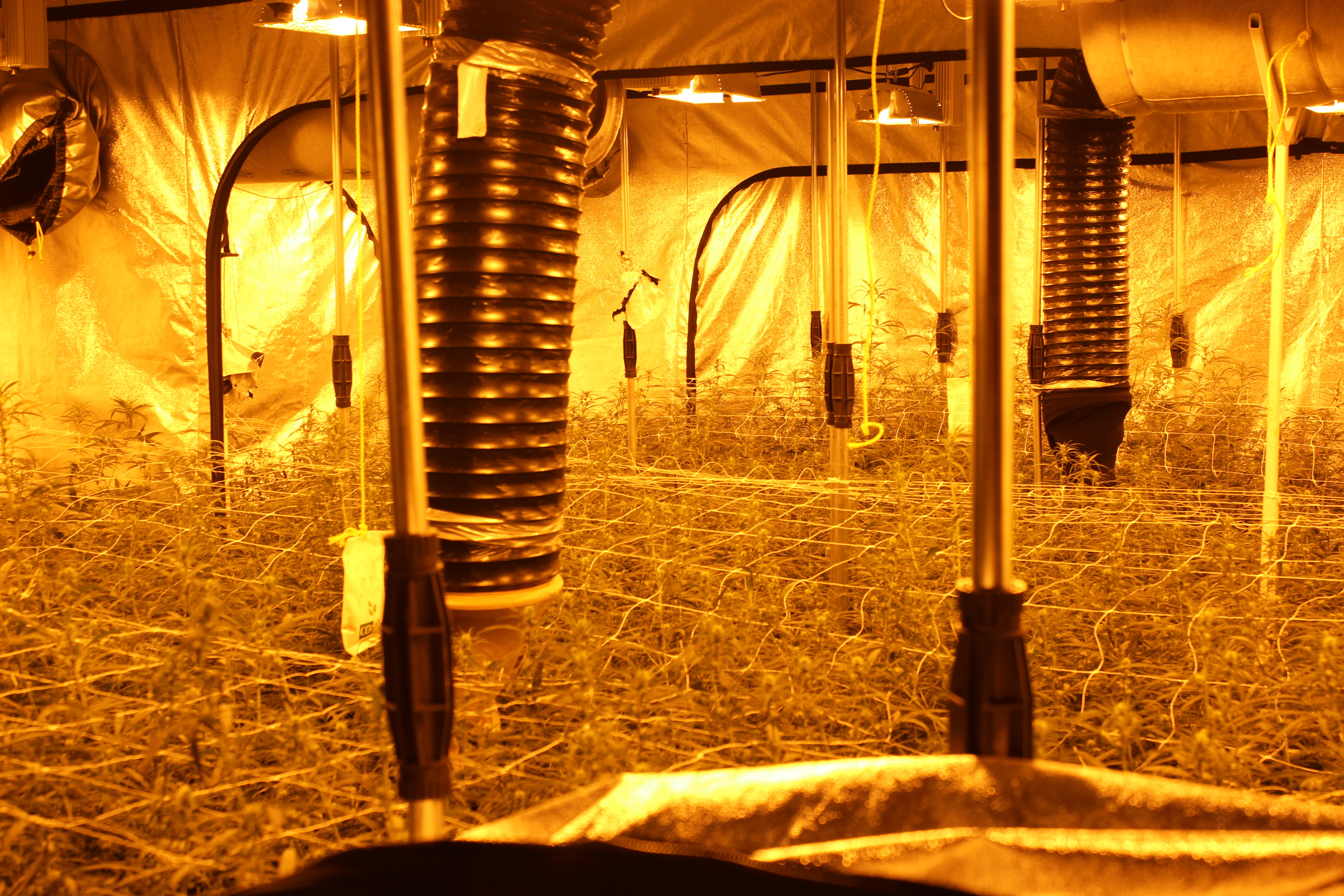 Die Cannabis-Plantage an der Altenderner Straße.