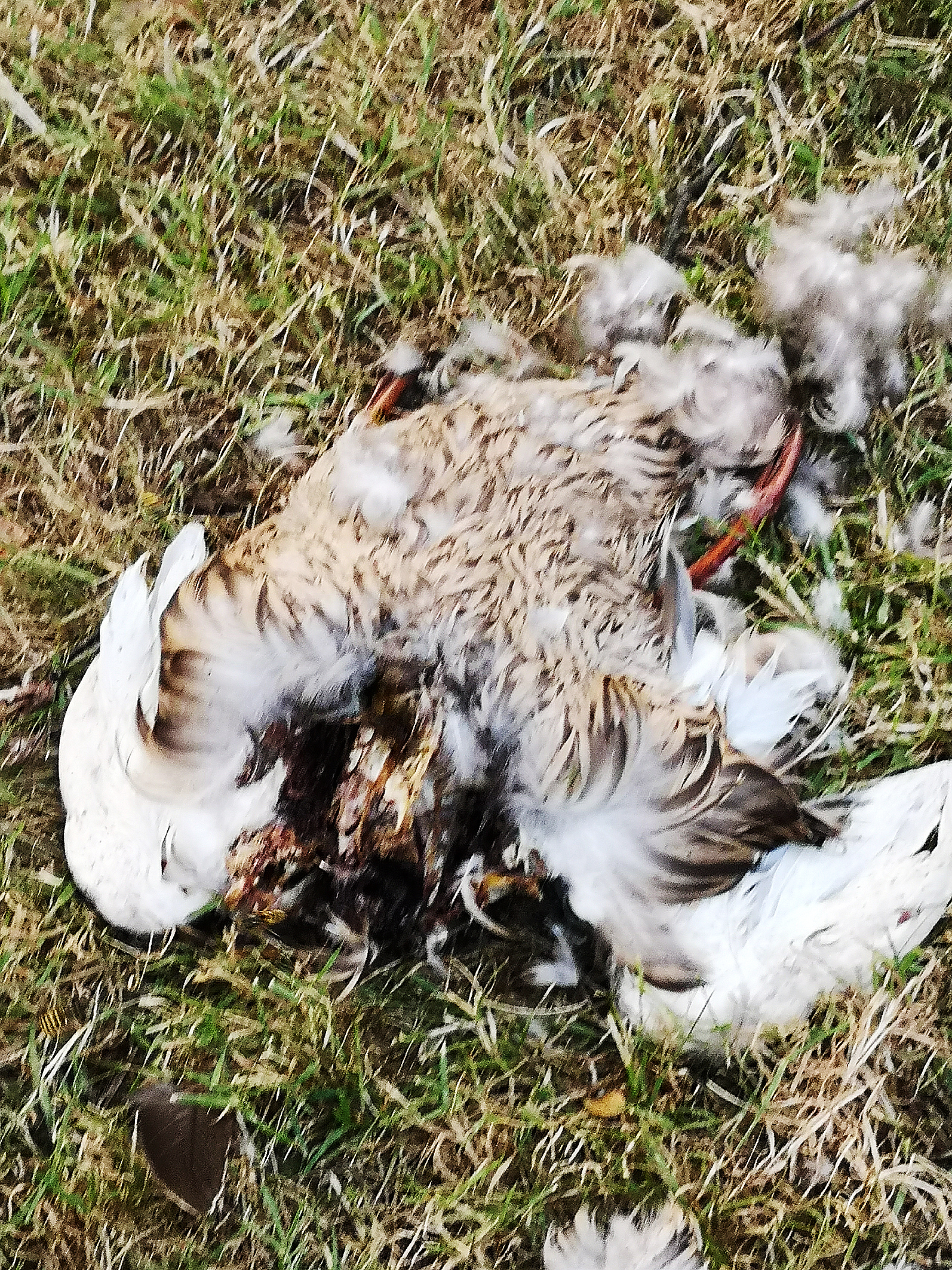 Diesen kopflosen Greifvogel-Kadaver fand eine Gladbeckerin am Abend des 26. Juli, im Nordpark. Treibt dort - wie schon 2017 - ein Tierhasser sein Unwesen?