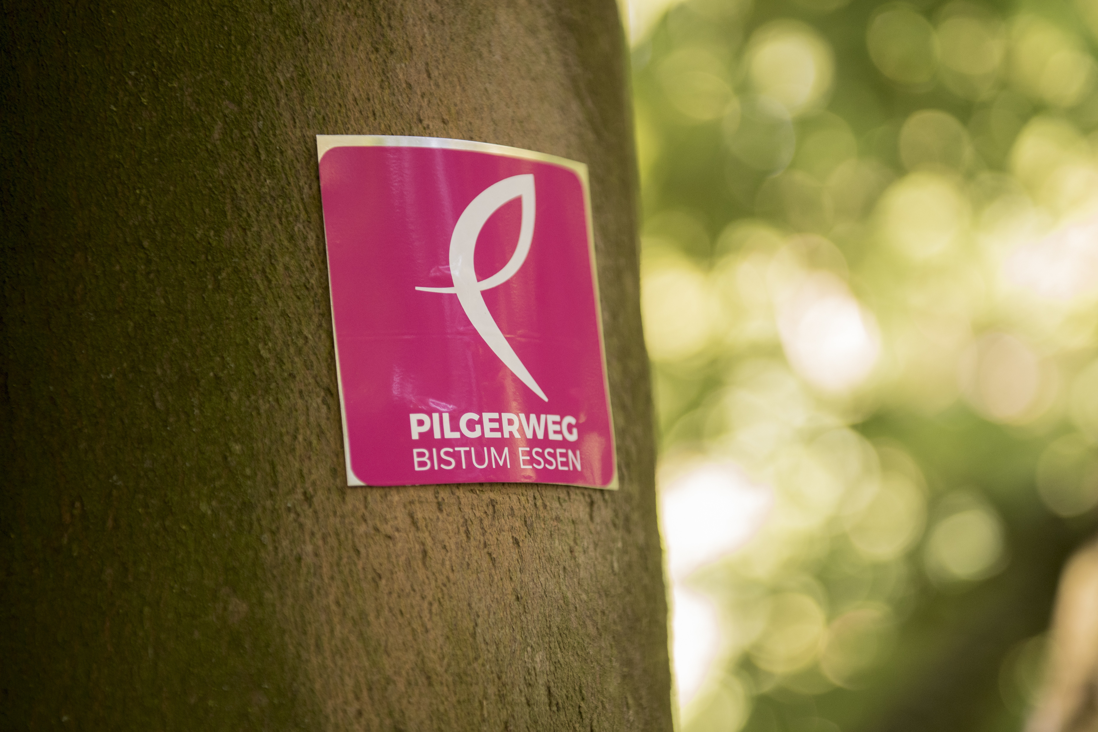 Wenn es pink am Baum leuchtet, sind die Pilger auf dem richtigen Weg.Foto: Bistum Essen