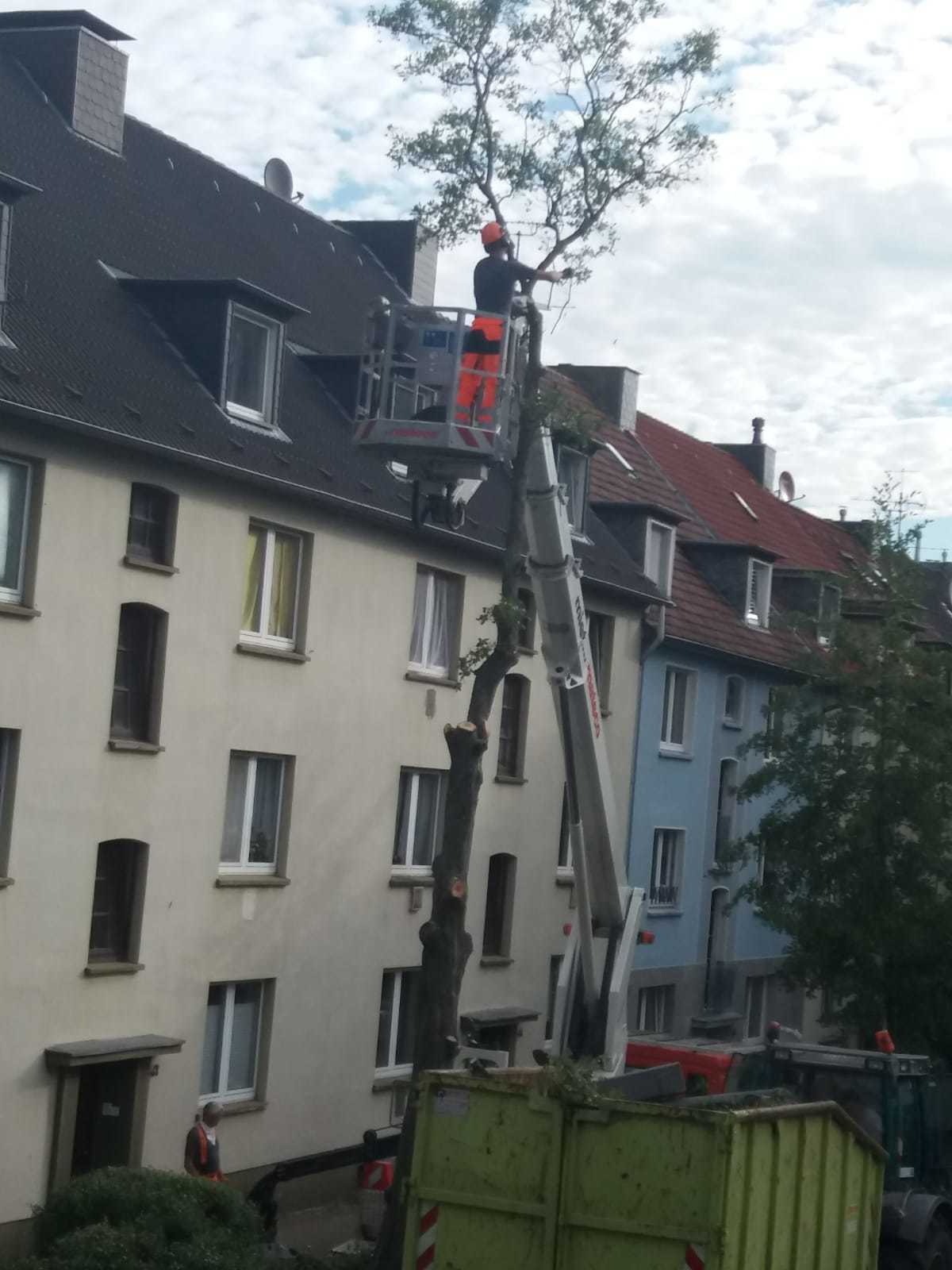 Baumfällaktion Bunsenstraße. Foto: Privat