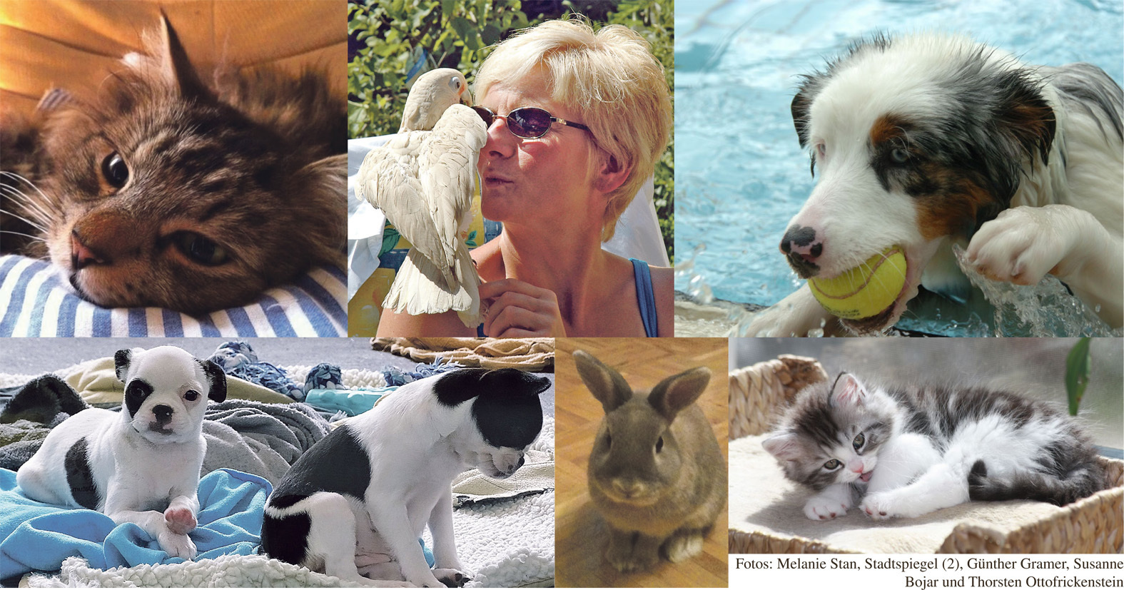 Viele BürgerReporter stellen auf www.lokalkompass.de tolle Tierfotos ein. Hier eine kleine Collage.