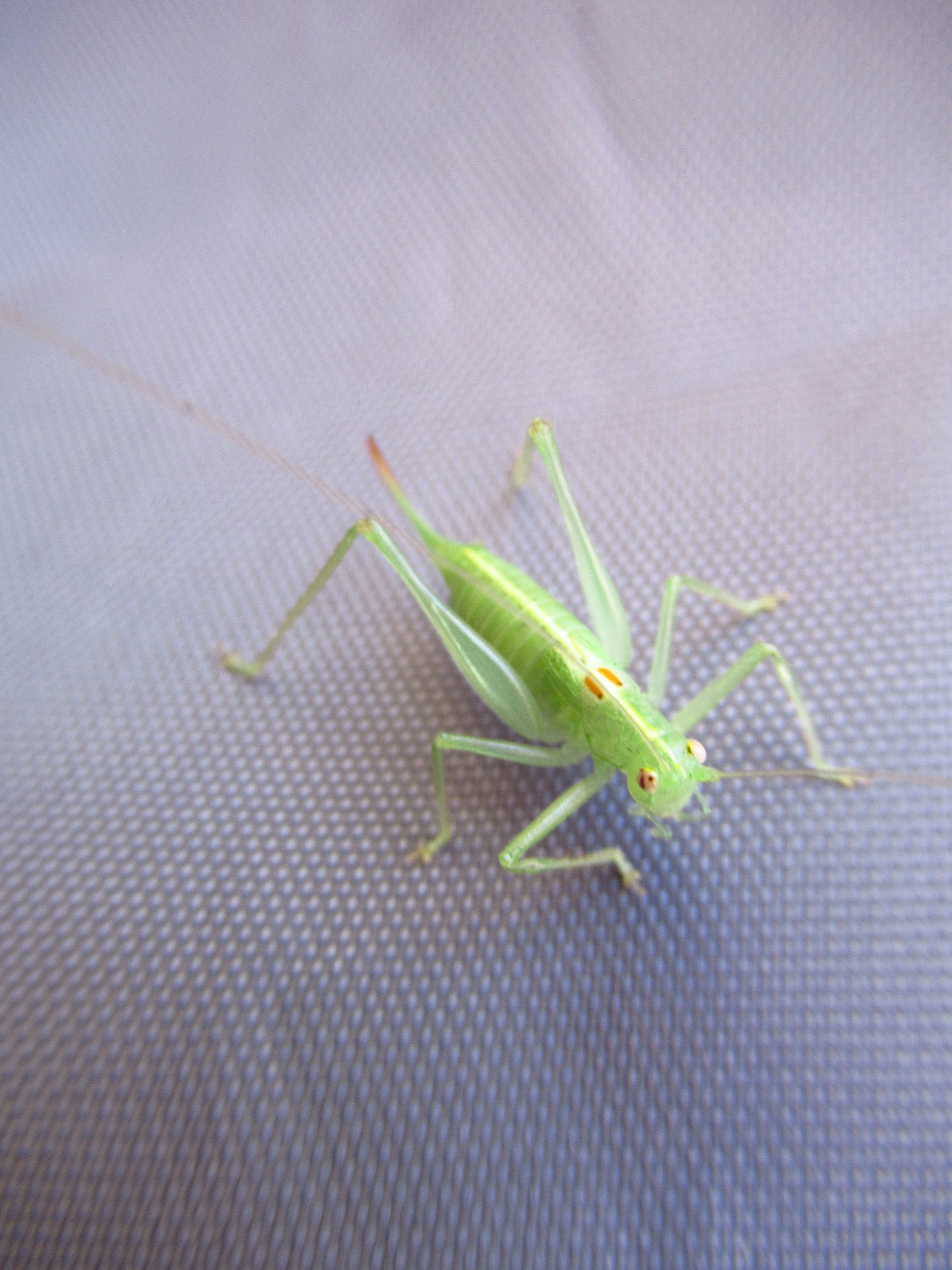 Grashüpfer "Flip" zu Besuch.