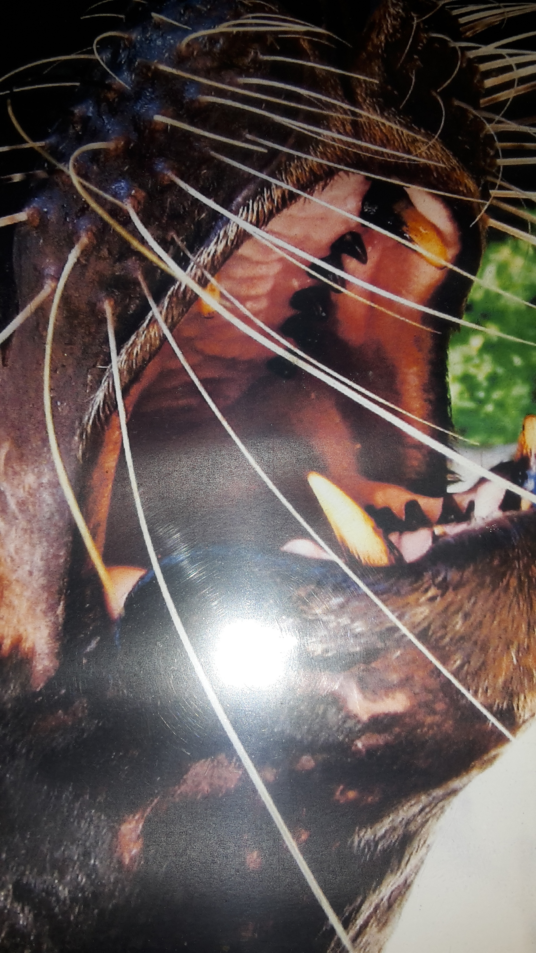 Hahaha ( Foto Bild vom Bild Allwetterzoo )