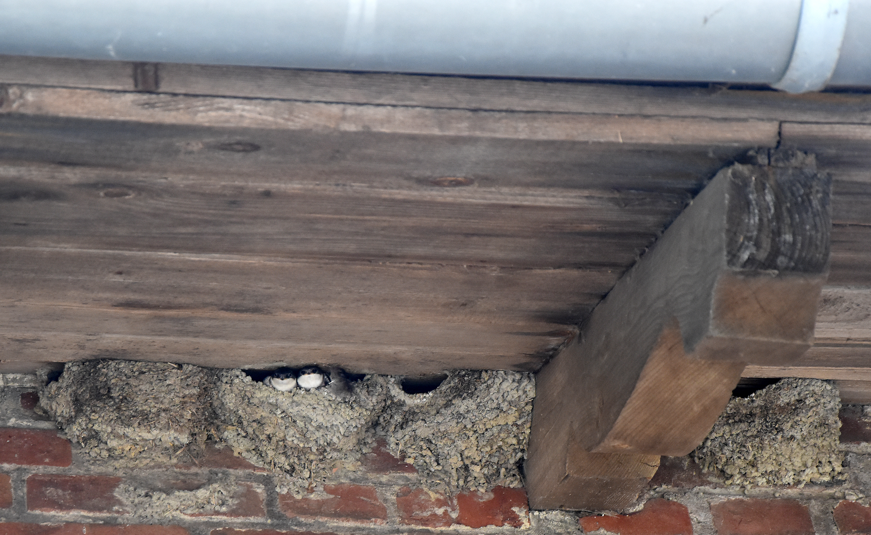 Reihenweise Mehlschwalben: Auch um den Schutz dieser gerne in Kolonien brütenden Vogelart kümmert sich der Nabu Ruhr.