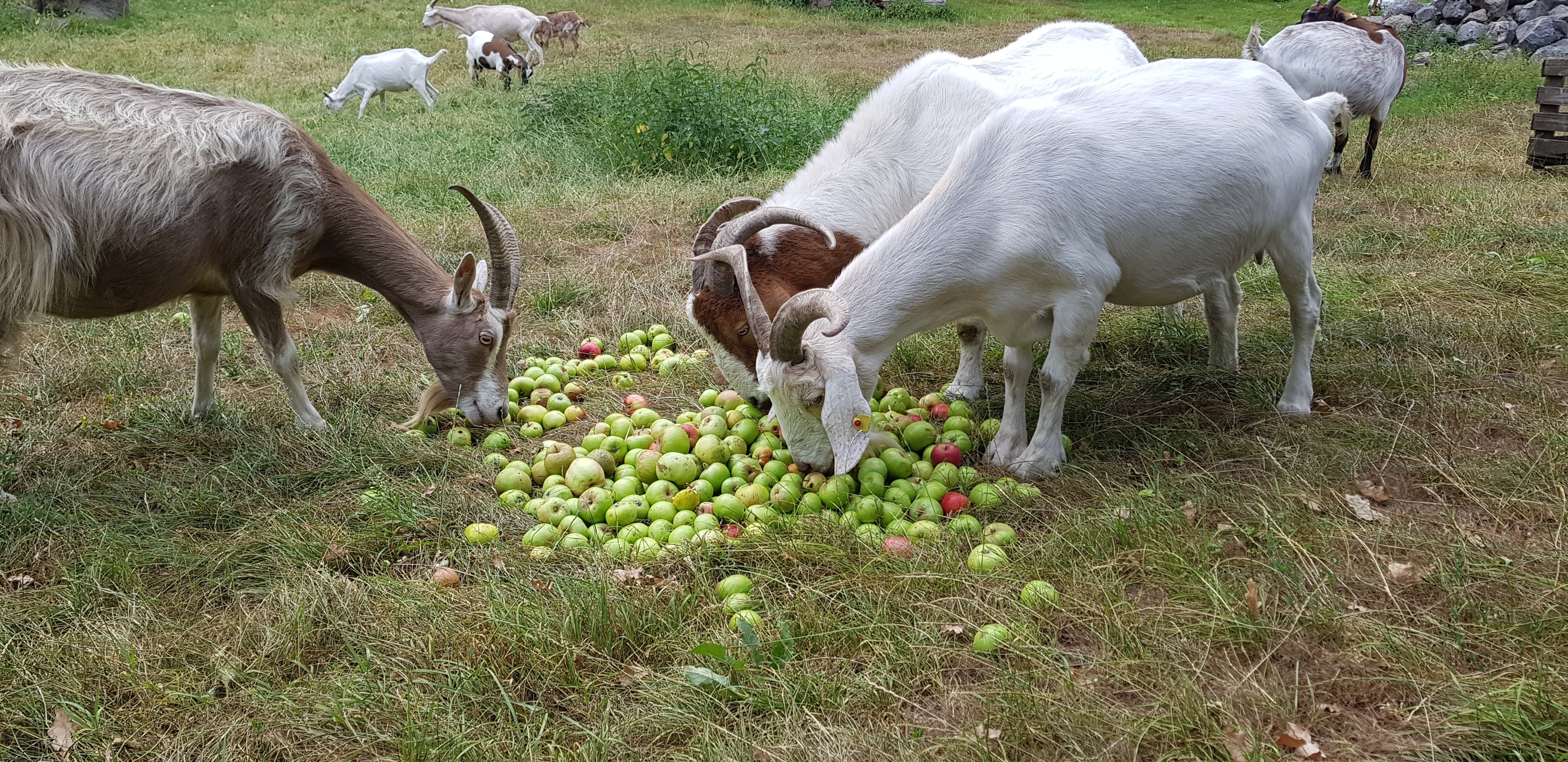 Fallobst-Spenden sind im Tiergehege Wichteltal in Überruhr mehr als willkommen. Fotos: Tiergehege Wichteltal
