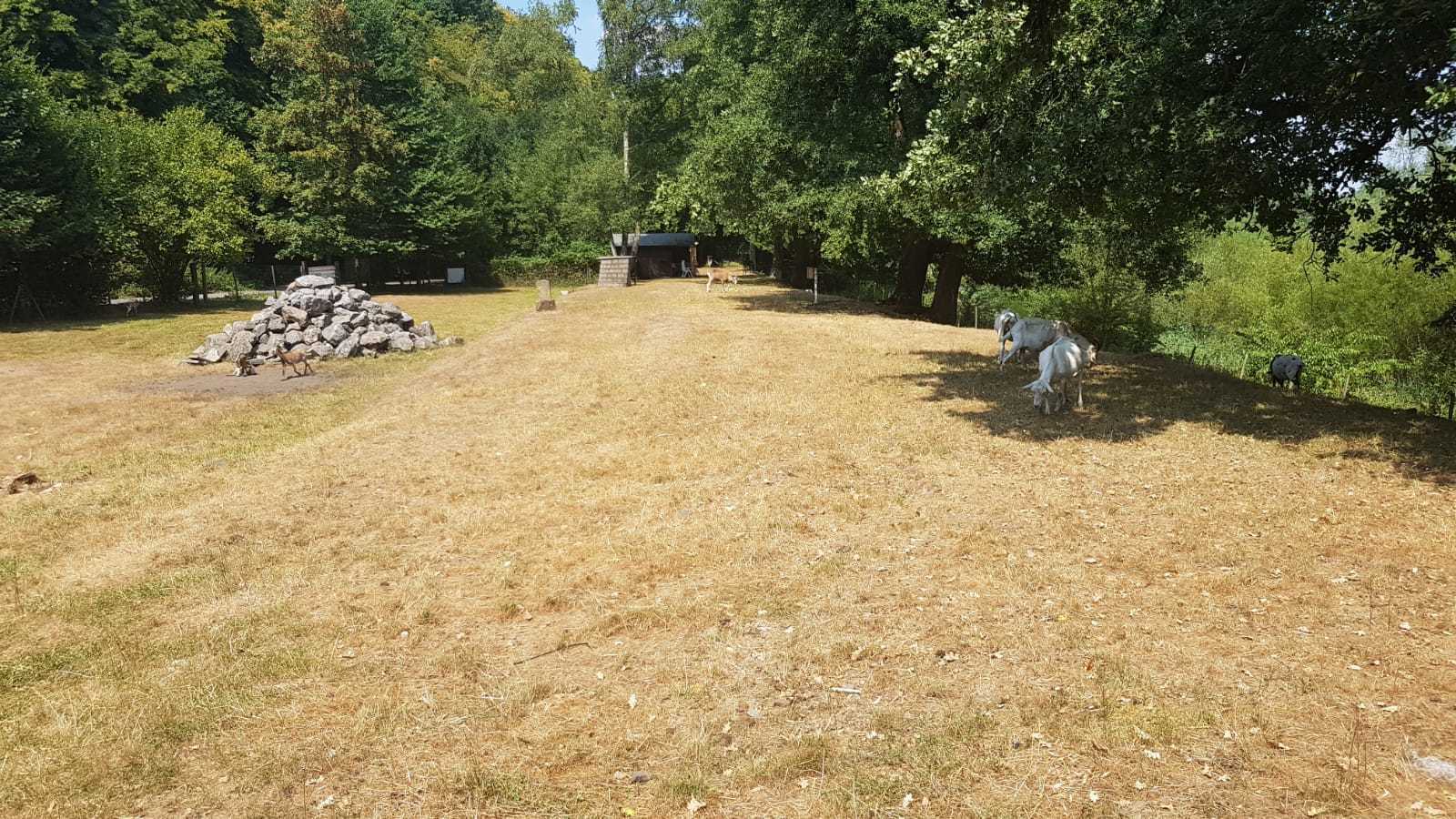 Aufgrund der Dürre der letzten Monate finden die Ziegen auf den Weiden kein Futter mehr.