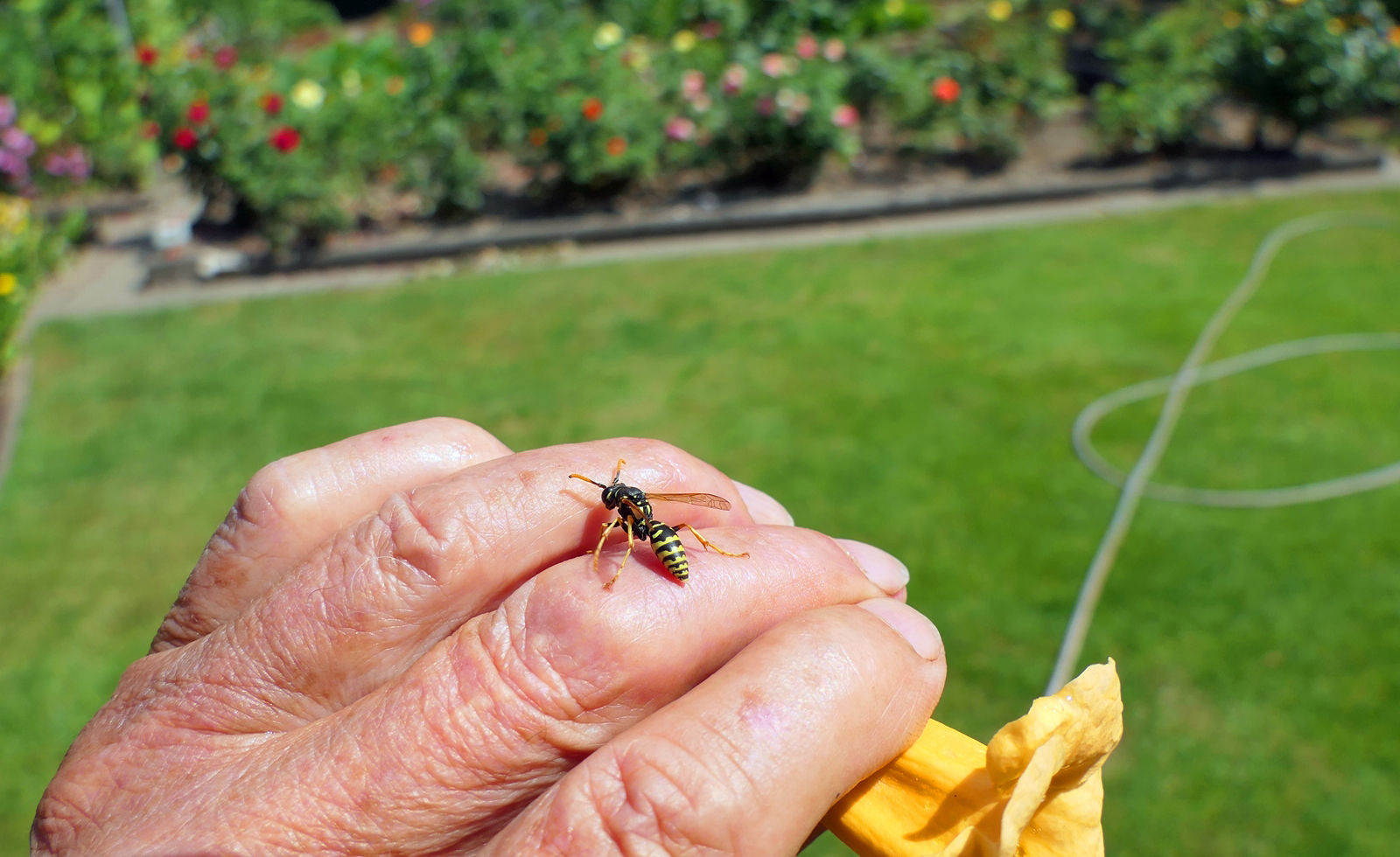 Bei einer Insektengift-Allergie können Stiche von allen Insekten einen allergischen Schock auslösen. Foto: Günther Gramer