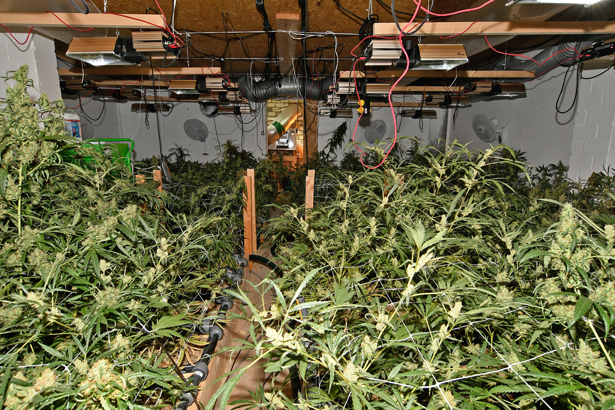 Ein Bild der Plantage. Foto: Polizei Düsseldorf