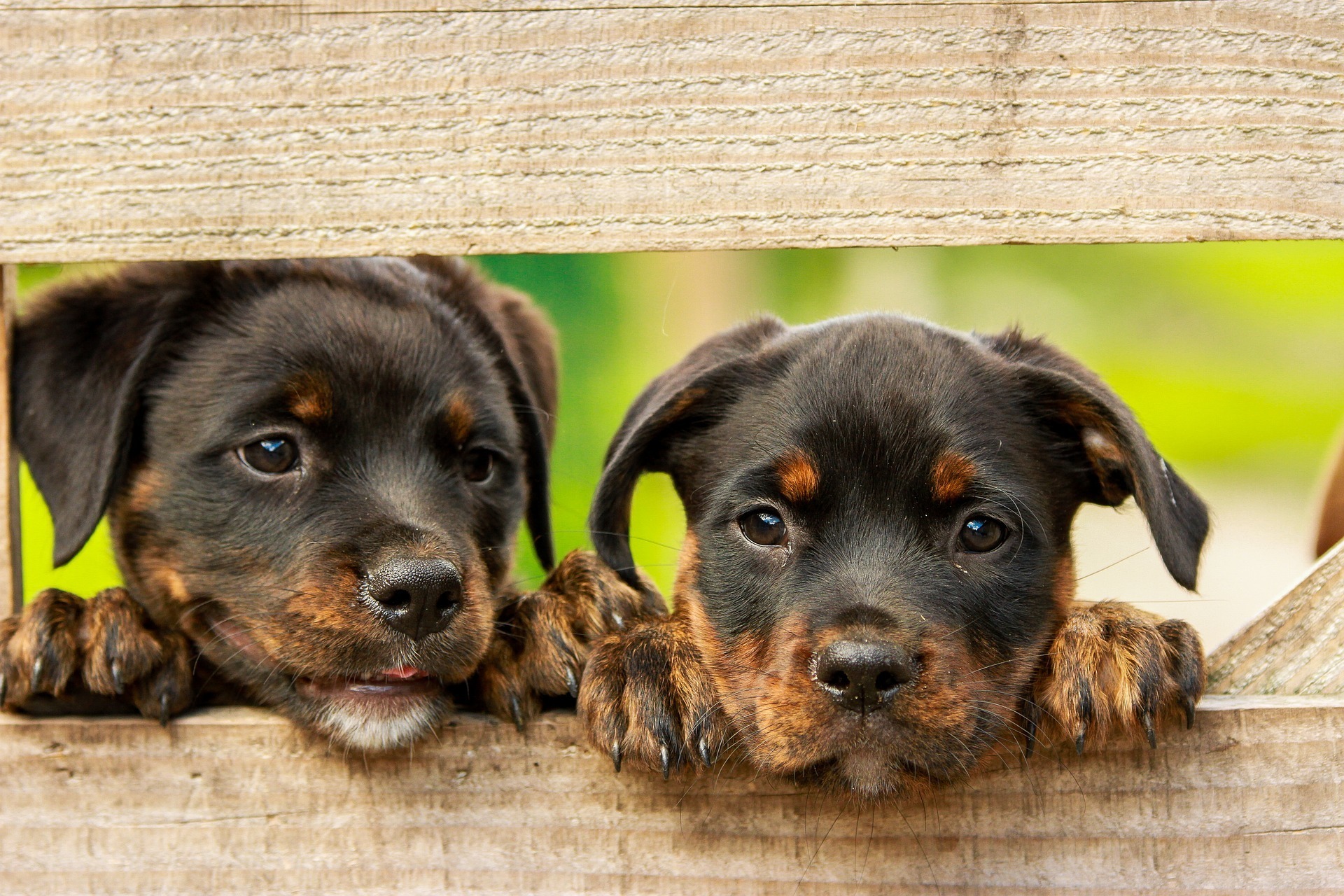 Erlebniswoche auf dem Bauernhof: Hier besteht auch die Möglichkeit, mit Hunden zu arbeiten - ein eigener Hund kann nach Absprache mitgebracht werden.
