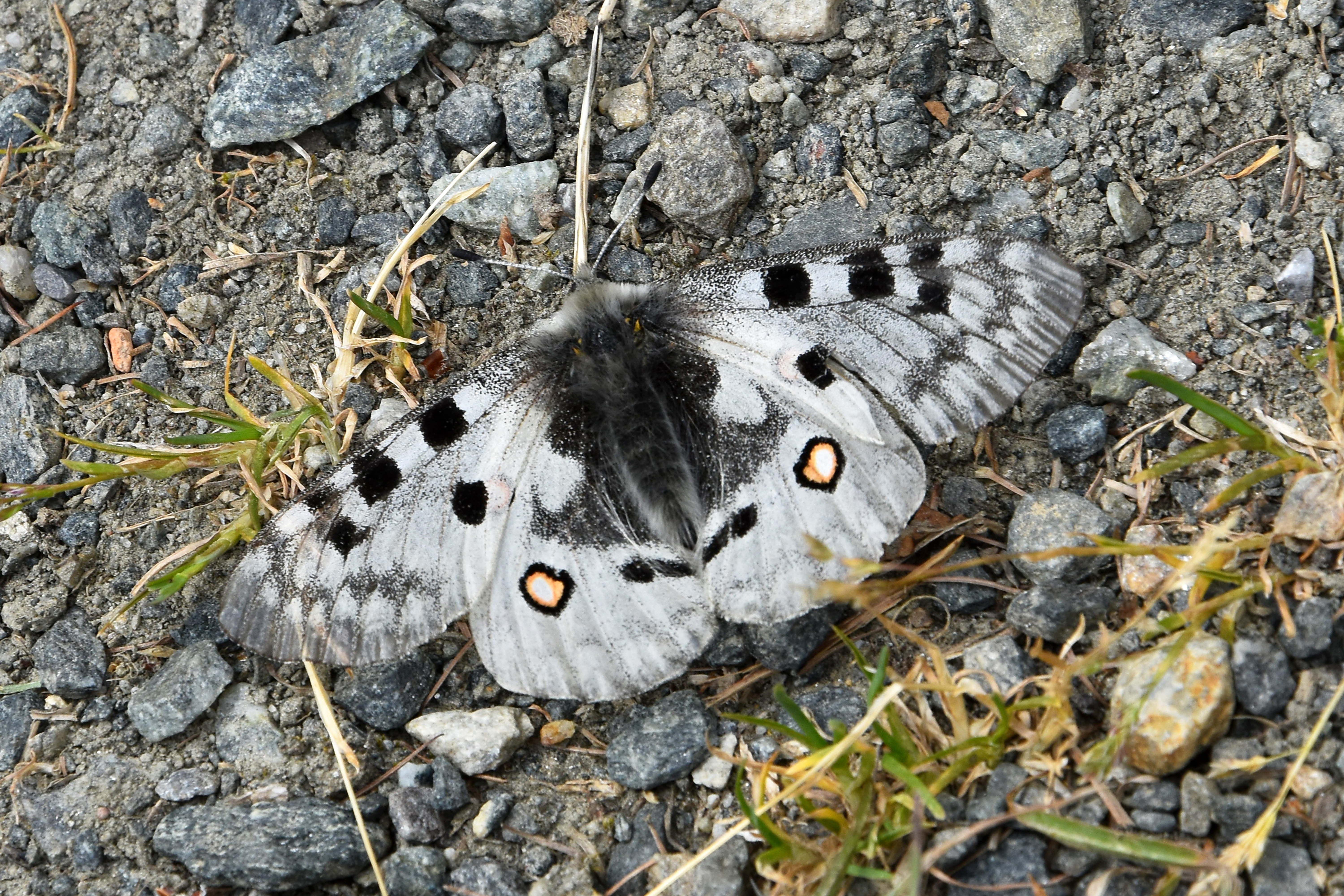 Apollofalter am 27.06.2018 im Ötztal