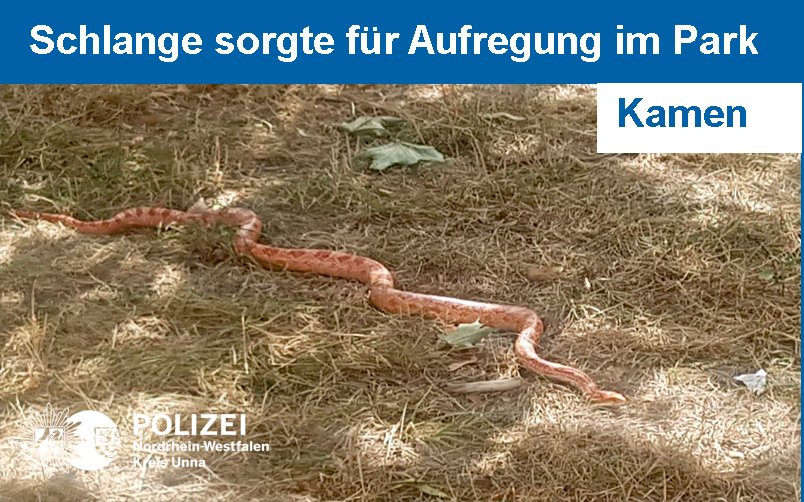 Bei der gefundenen Schlange könnte es sich um eine Tiger-Python handeln.