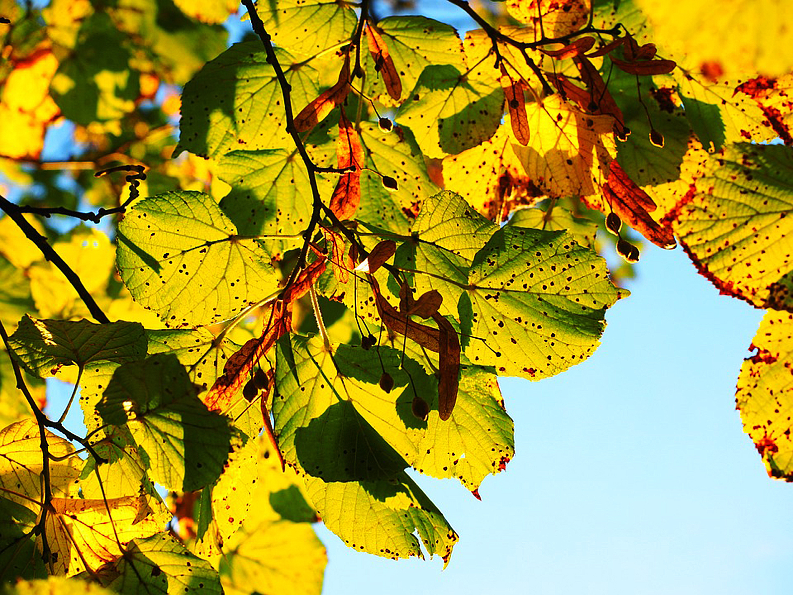 Der Herbst naht und der "Zentrale Betriebshof Gladbeck" (ZBG) zeigt sich gut gerüstet: Bereits frühzeitig werden im gesamten Stadtgebiet wieder Laub-Sammelbehälter aufgestellt. Die Leerung der Behälter startet allerdings erst Anfang September.