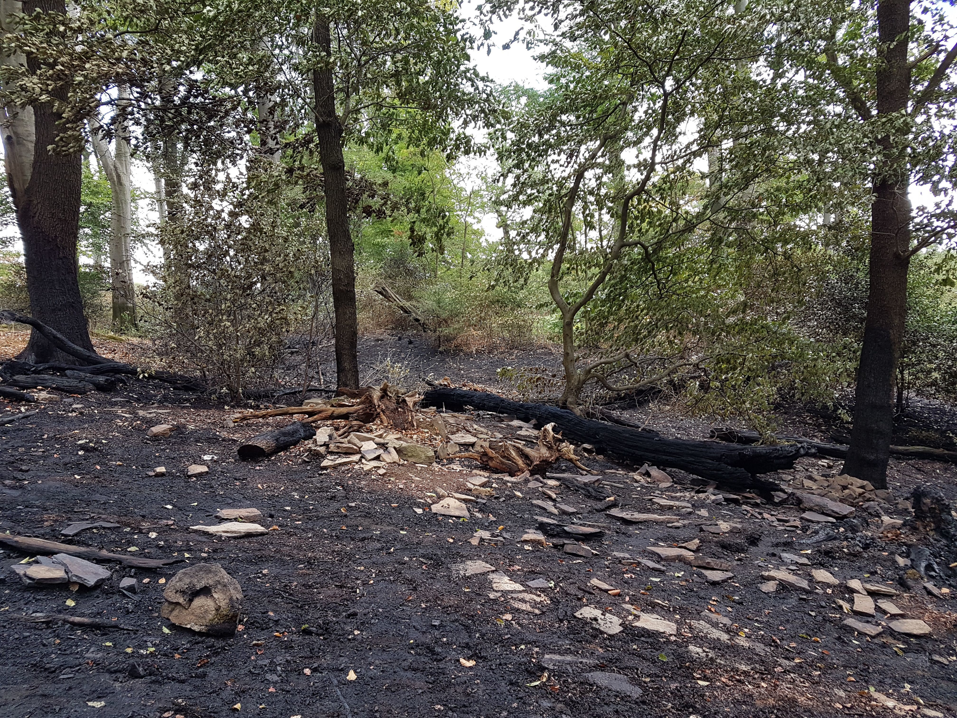 In der Nacht auf Montag kam es im Waldgebiet An der Altenburg/Pastoratsberg zu einem Feuer im unwegsamen Unterholz auf einer Fläche über 30.000 Quadratmeter.