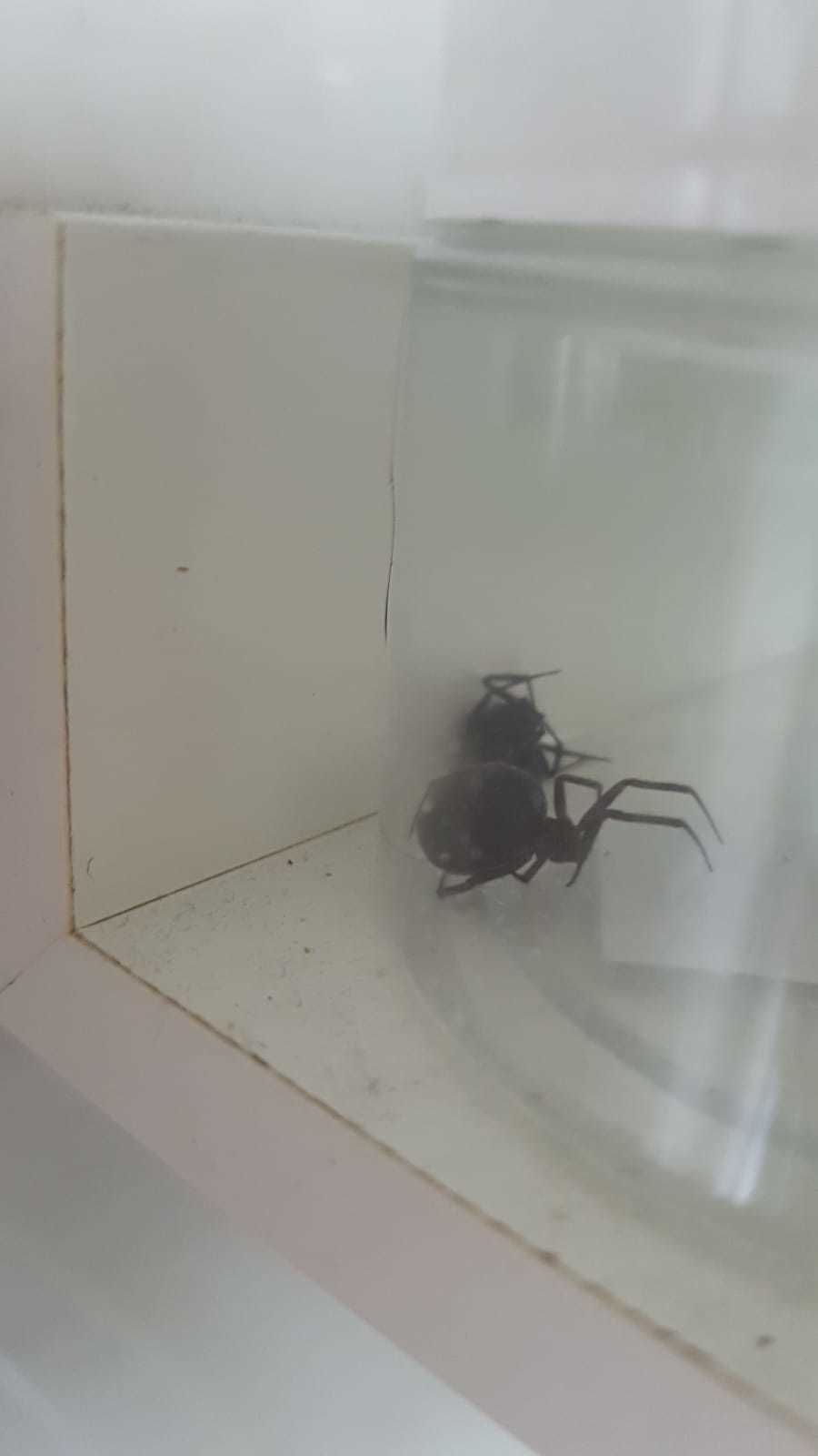 Sieht fies aus, ist aber für Menschen ungefährlich: die gefundene Webspinne.