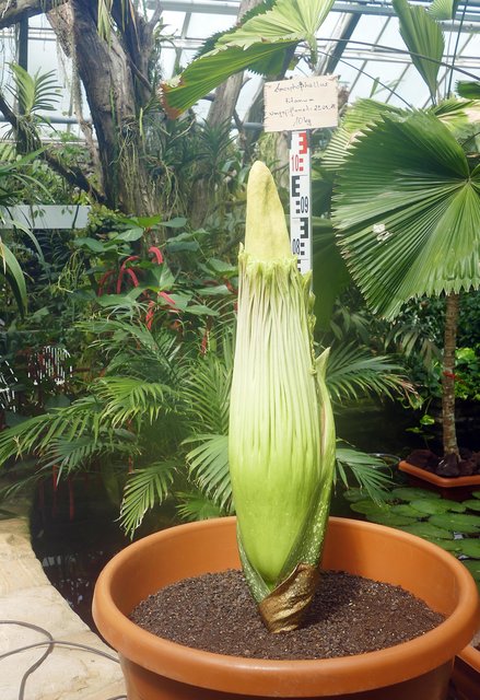 zur Blüte der Titanwurz öffnen sich nachts die Türen des Pflanzenschauhauses.