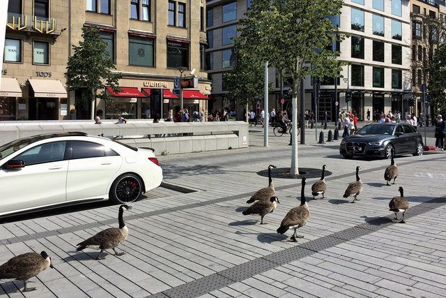 ...unbeirrt in Richtung Kö-Graben