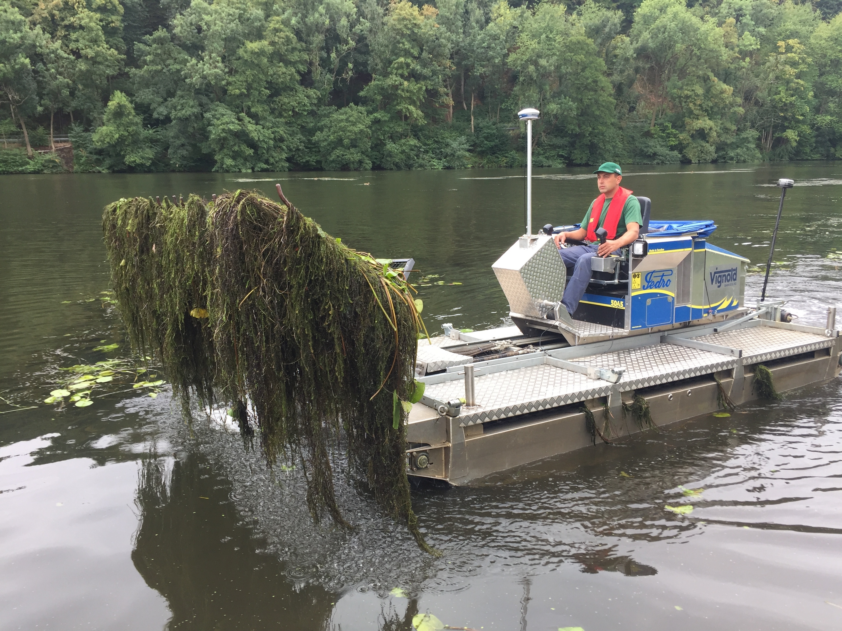 Die Probleme vom Baldeneysee mit der Wasserpest machen auch vor der Ruhr nicht halt. Die Alge namens Elodea macht auch hier den Wassersportlern das Leben schwer. Die Kettwiger Rudergesellschaft hat jetzt reagiert und Hilfe im Kampf gegen die Wasserpest gefunden.