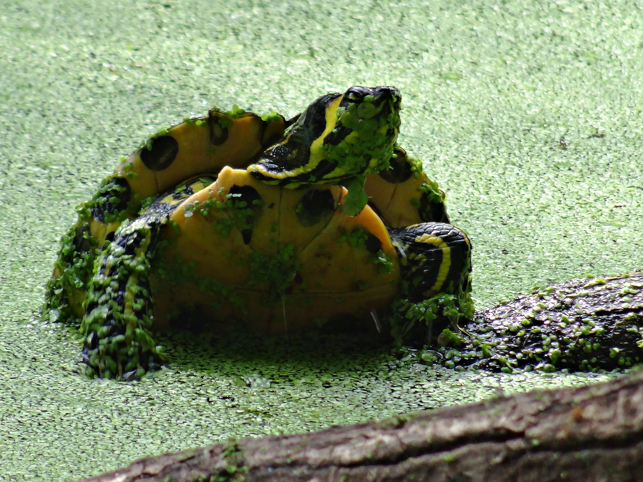 GelbbauchGelbwangenSchmuckschildkröten in der Torfkuhl Hasselt
