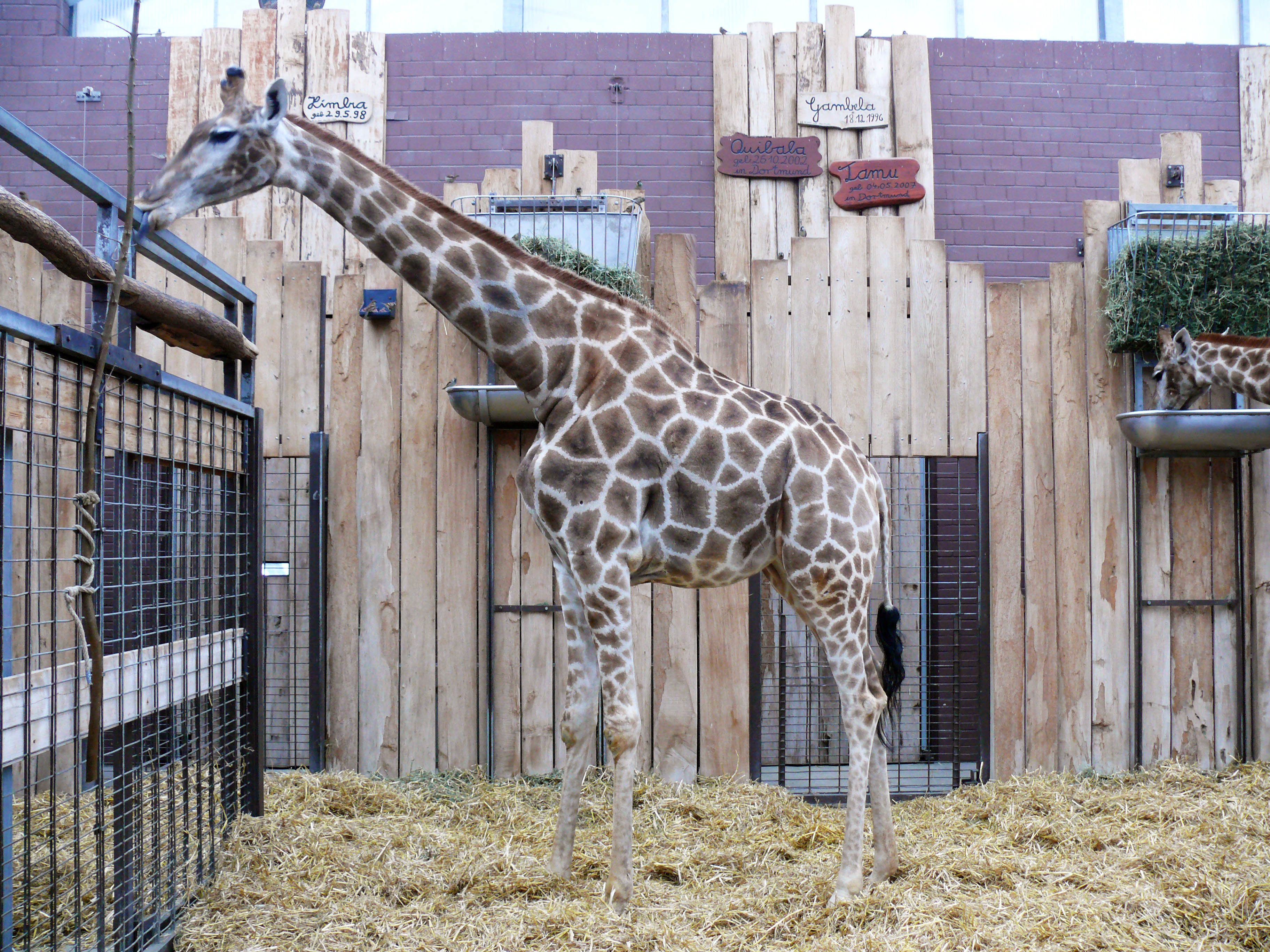 Himba wurde im Dortmunder Zoo geboren und starb nach einer Passagestörung des Verdauungstraktes.