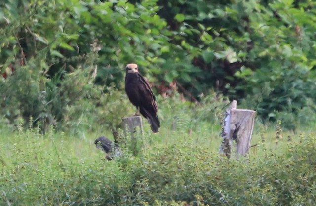 Rohrweihe, leider sehr weit weg