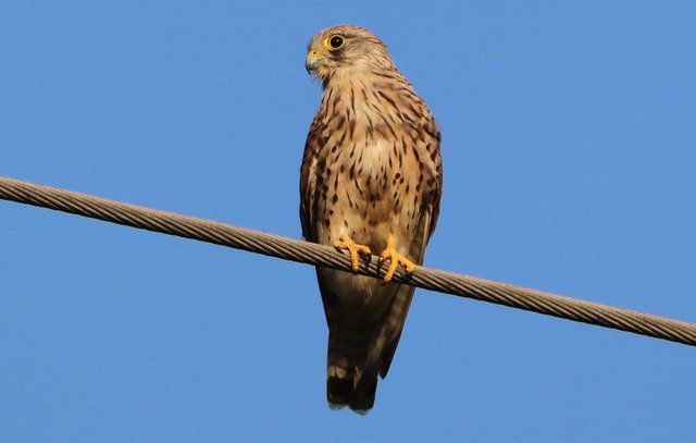 Turmfalken-Weibchen auf dem Drahtseil