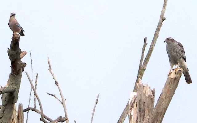 Dagegen sind die Klauen und die Statur des männlichen Habichts viel kräftiger.