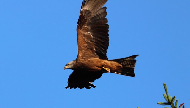 Und der Schwarzmilan