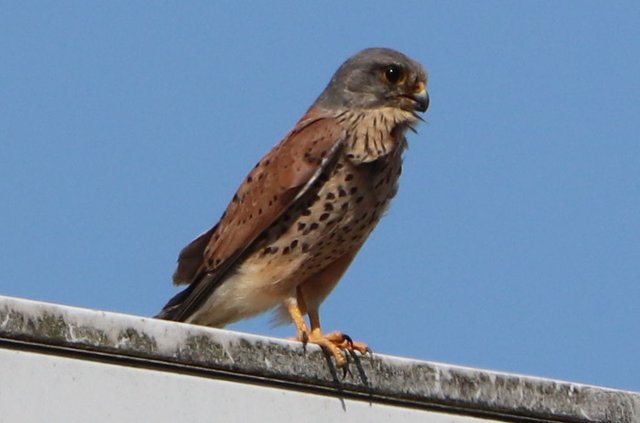 Turmfalken-Männchen