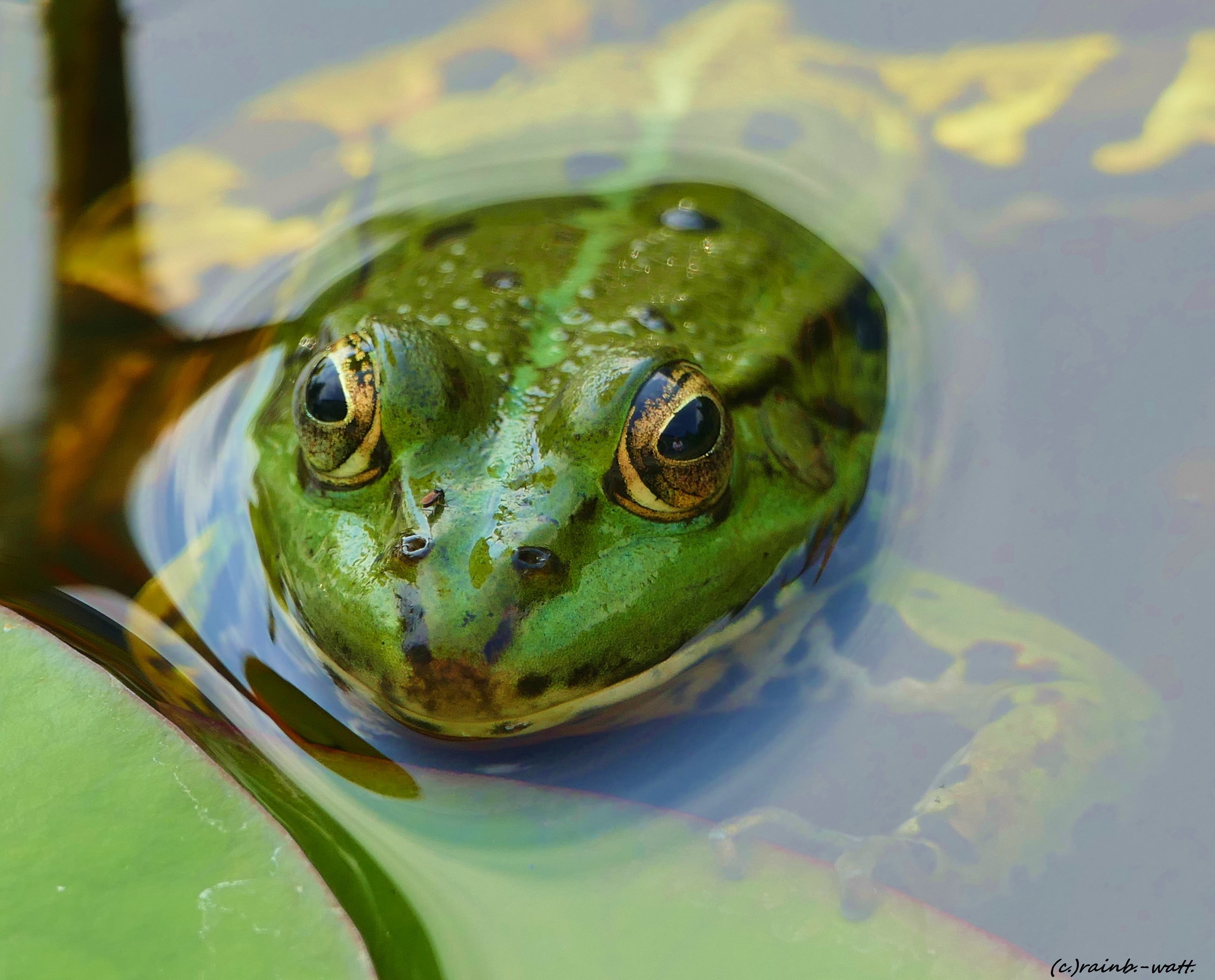 Ich gehöre zu noch mehr! Foto: Rainer Bresslein