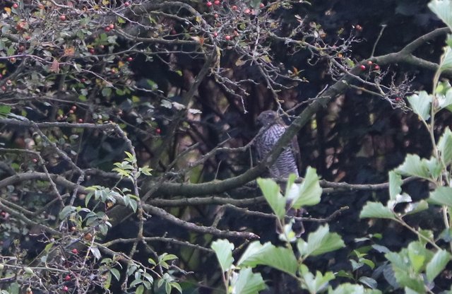 Ein männlicher Sperber versteckt sich im Gebüsch. Eher klein, ist das ein typisches Verhalten für ihn.
