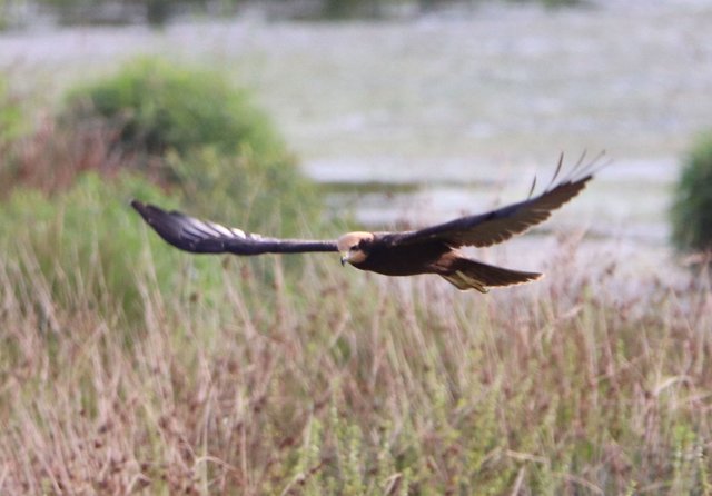 Rohrweihe bei der Jagd