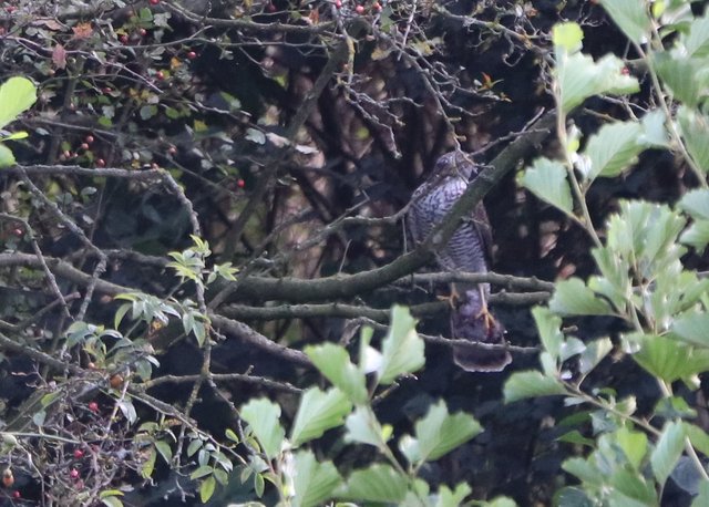 Er hat Beute gefangen. Sieht aus, als hätte diese Fell. Auch auffällig die Fänge sind eher dünn. Wie Bleistifte