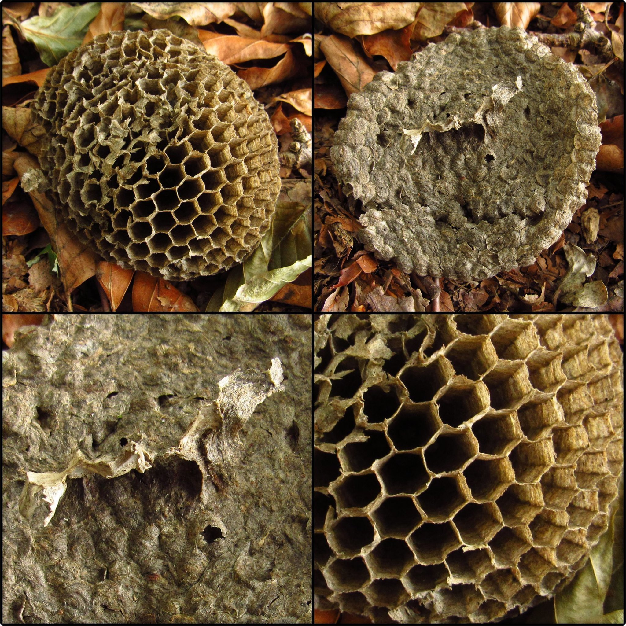 Papierwaben der Echten Wespe(n) Xanten