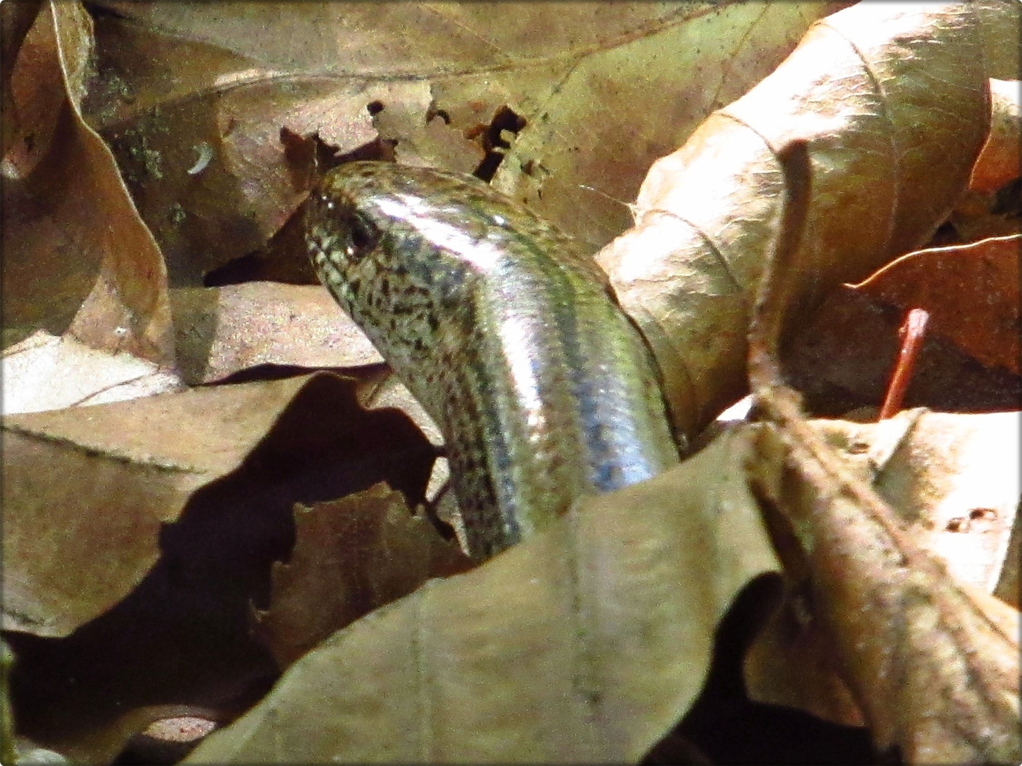Reptil Des Jahres 17 Die Blindschleiche Anguis Fragilis Xanten
