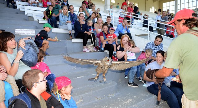 Kinder-Flughafen-Fest auf der Galopprennbahn in Grafenberg. Falkner Pierre Schmidt  mit Uhu Elsa.