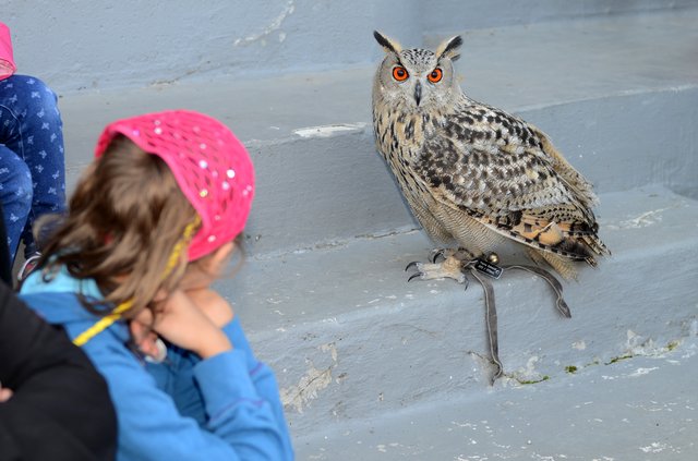 Kinder-Flughafen-Fest auf der Galopprennbahn in Grafenberg. Falkner Pierre Schmidt  mit Uhu Elsa.