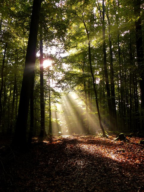 Das Gesprächsangebot auf dem Waldfriedhof findet zwei mal im Monat statt.