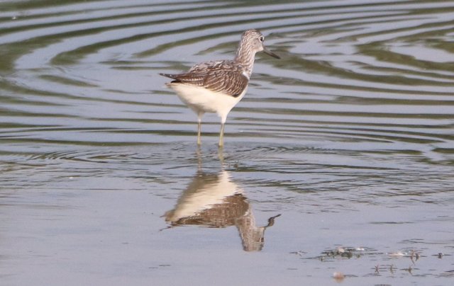 Mein erster Grünschenkel für dieses Jahr
