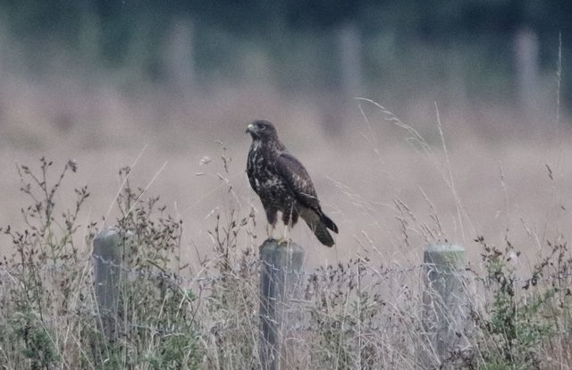 Und ein sehr schöne Mäusebussard