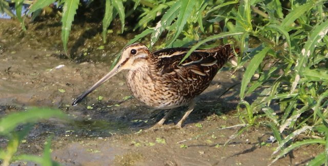 Die Bekassine, ein großer Angsthase unter den Vögeln