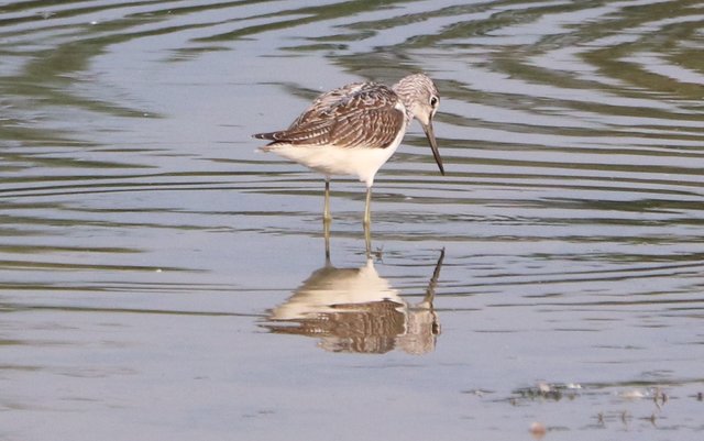 Einer der größeren Watvögel