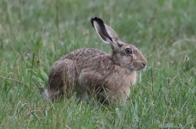 Nicht einmal der Feldhase ist so ängstlich!