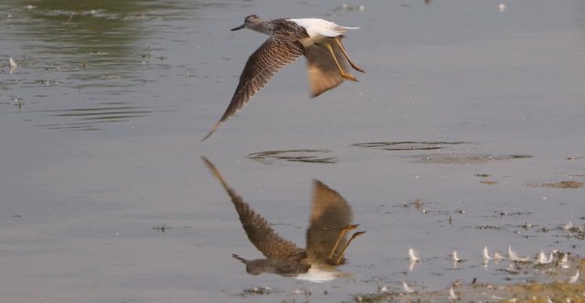 Grünschenkel im Flug