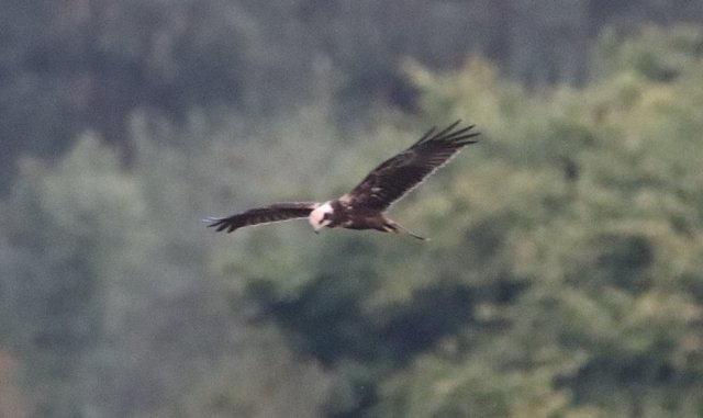 Die Rohrweihe war auch wieder da