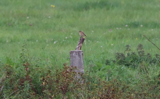 Mein erstes männliches Braunkehlchen in diesem Jahr