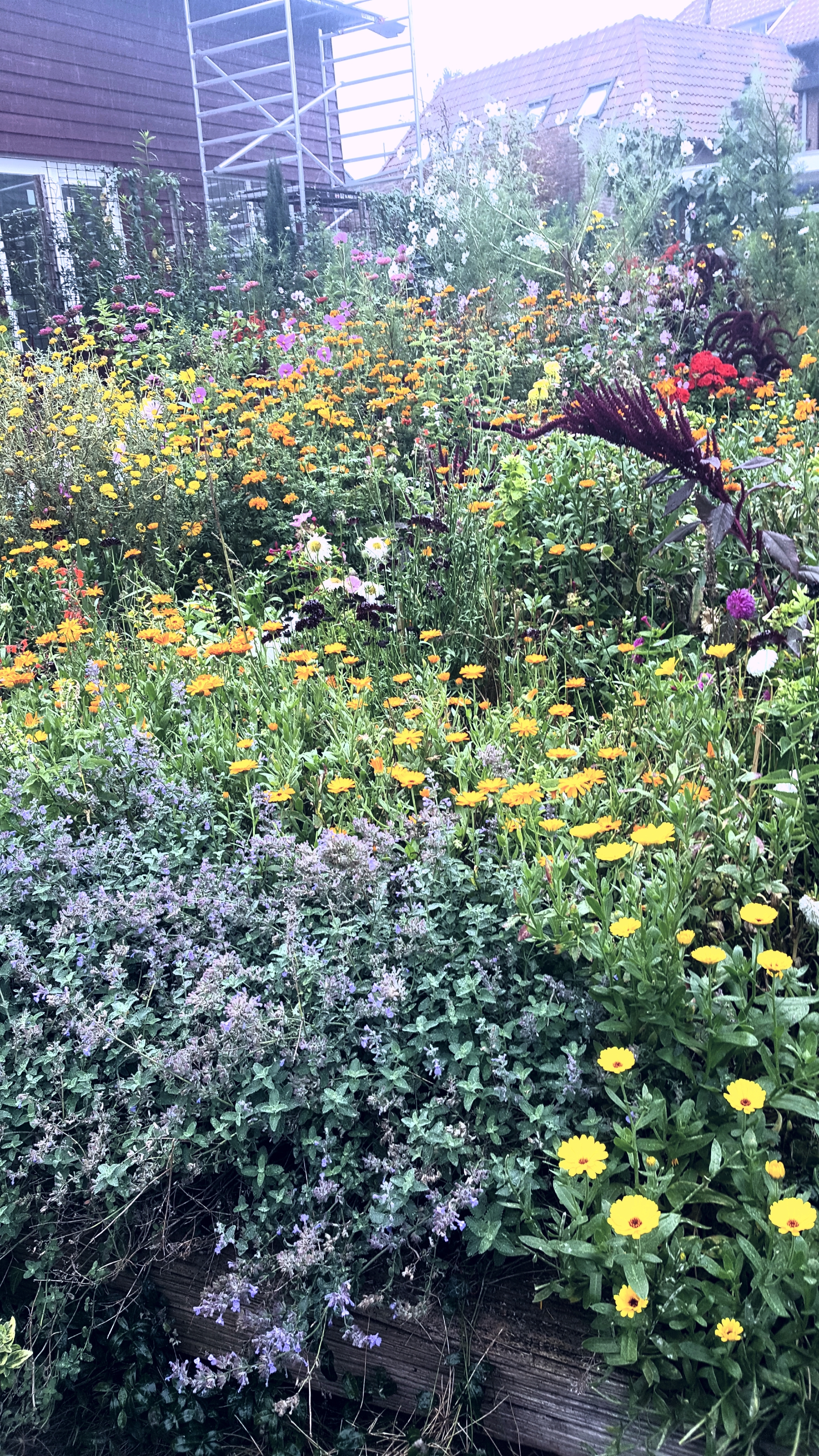 Blumen über Blumen