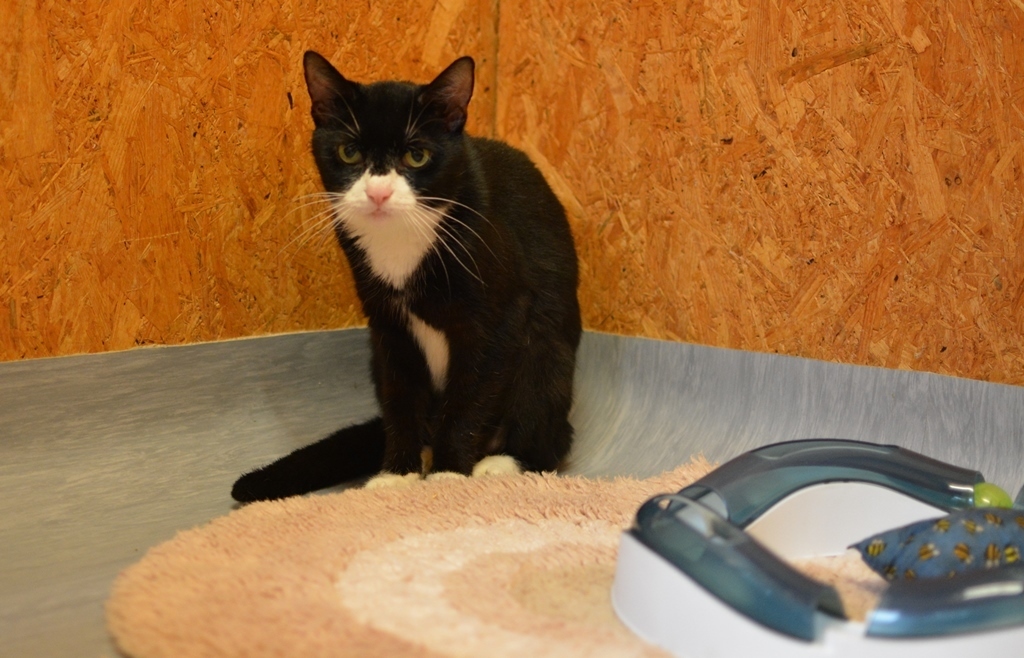 Sucht nach etwas Glück in ihrem Katzenleben: Felis, die schon einiges durchmachen musste.